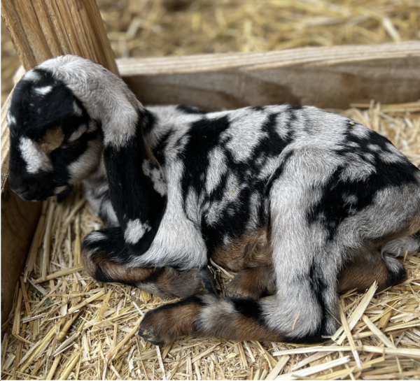 ADA - Nubian Goats for sale.