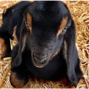 Nubian Goats - Goats for sale.