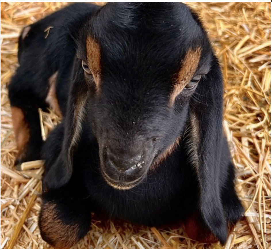 Nubian Goats - Goats for sale.