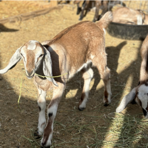 BETSY - Nubian Goats for sale.