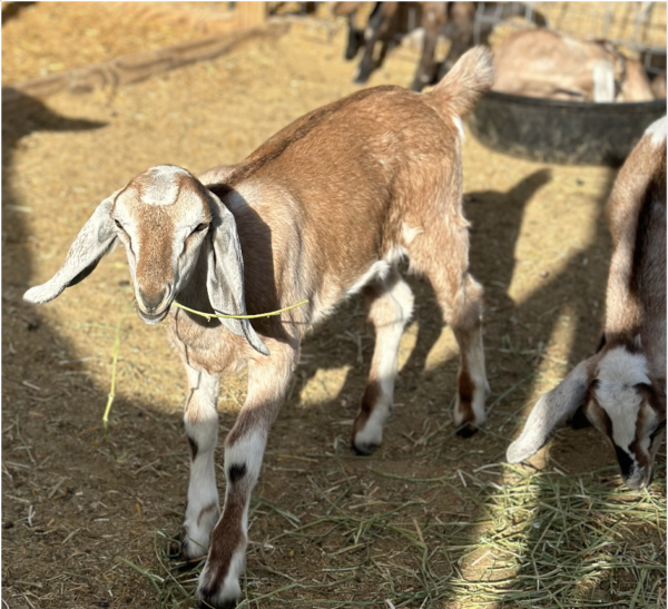 BETSY - Nubian Goats for sale.