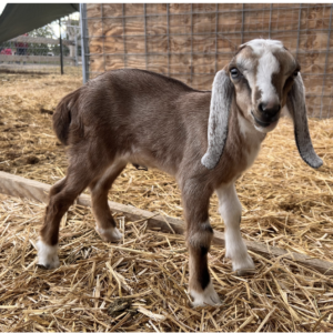 BORIS - Nubian Goats for sale.