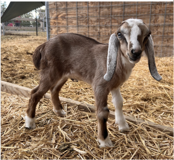 BORIS - Nubian Goats for sale.