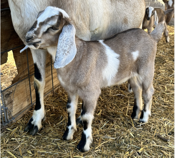 BYRON - Nubian Goats for sale.