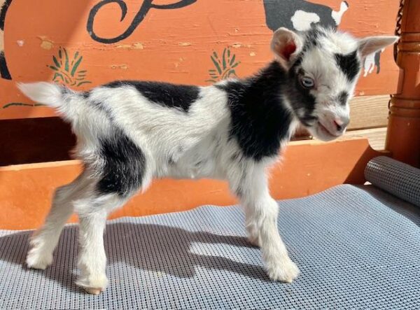 Belles - Nigerian dwarf Goats for Sale.