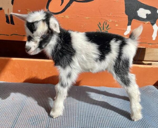 Belles - Nigerian dwarf Goats for Sale.