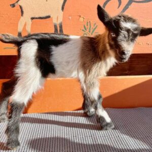 Belli - Nubian Goats for sale!