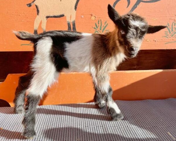 Belli - Nubian Goats for sale!