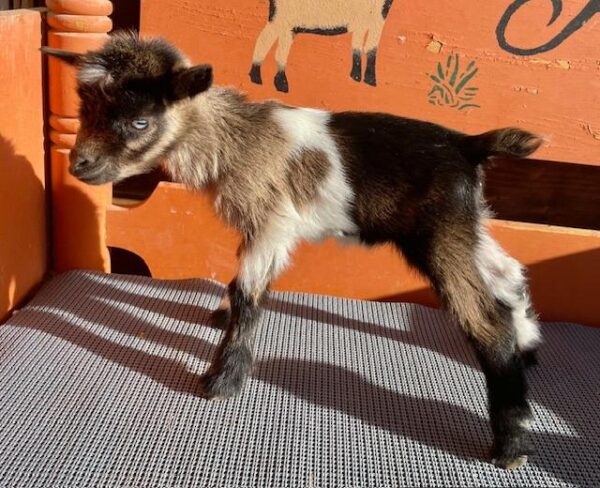 Belli - Nubian Goats for sale!