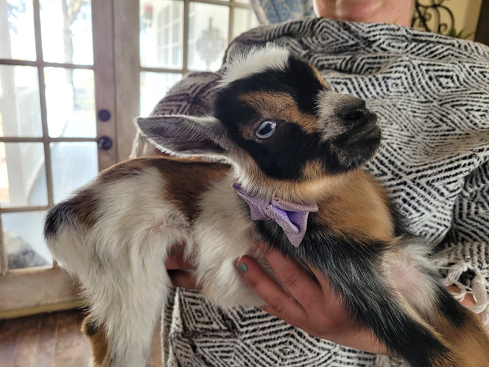 Bennie - Goats for sale,