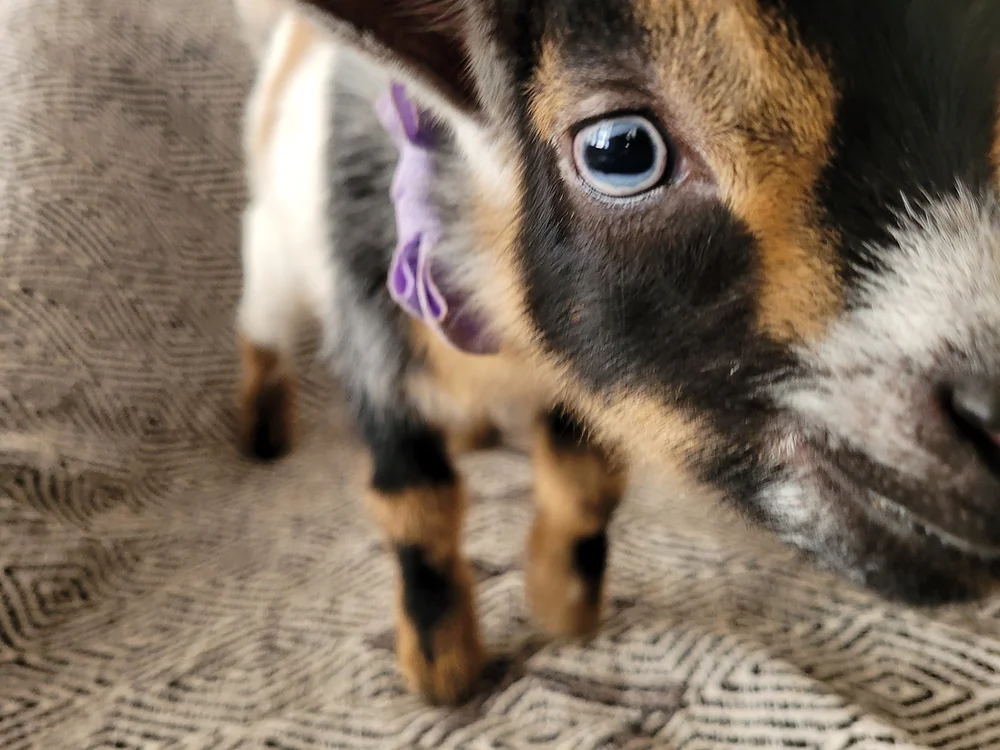 Bennie - Goats for sale,