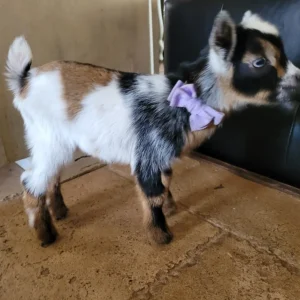 Bennie - Goats for sale,