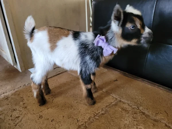 Bennie - Goats for sale,