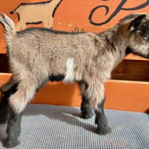 Blackjeans - Nigerian Dwarf Goats for sale.