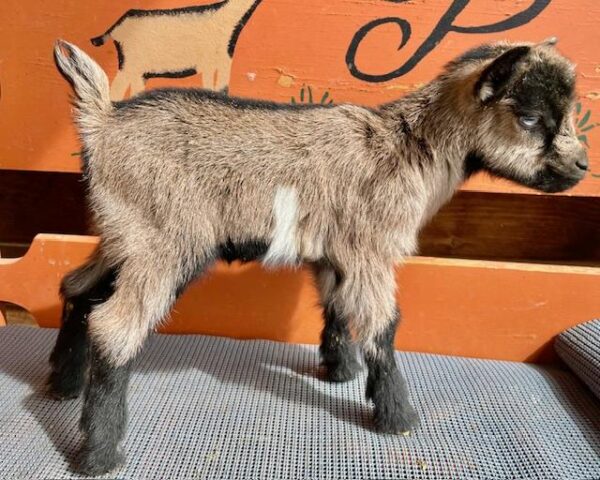 Blackjeans - Nigerian Dwarf Goats for sale.