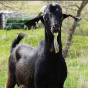 Blake - Goats for sale.