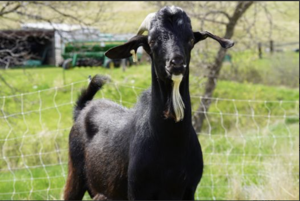 Blake - Goats for sale.