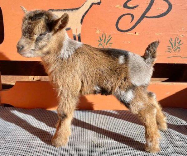 Bona - Nigerian Dwarf goats for sale.