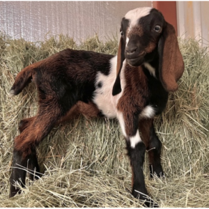 CECILIA - Nubian Goats for sale.
