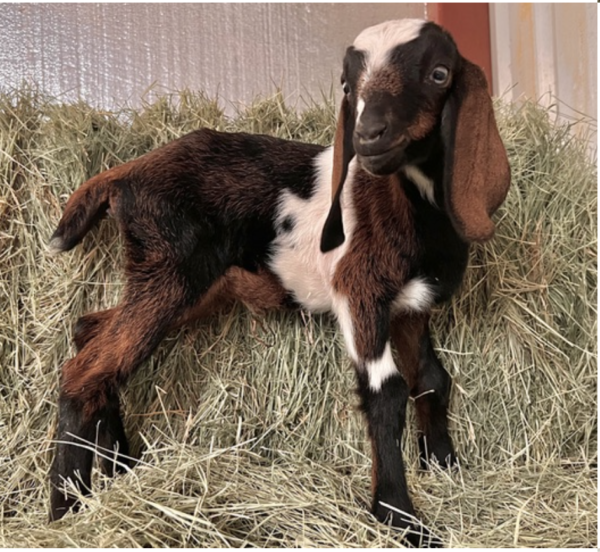 CECILIA - Nubian Goats for sale.