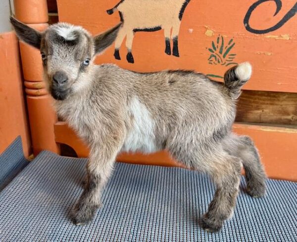 CJ - Nigerian Dwarf Goats for sale.