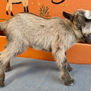 CJ - Nigerian Dwarf Goats for sale.