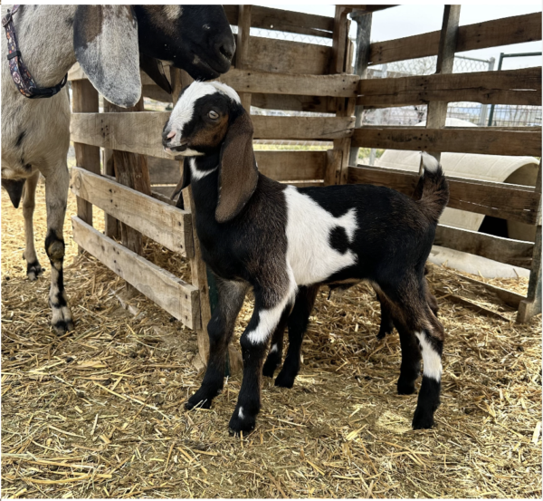 Nubian Goats - Goats for sale.