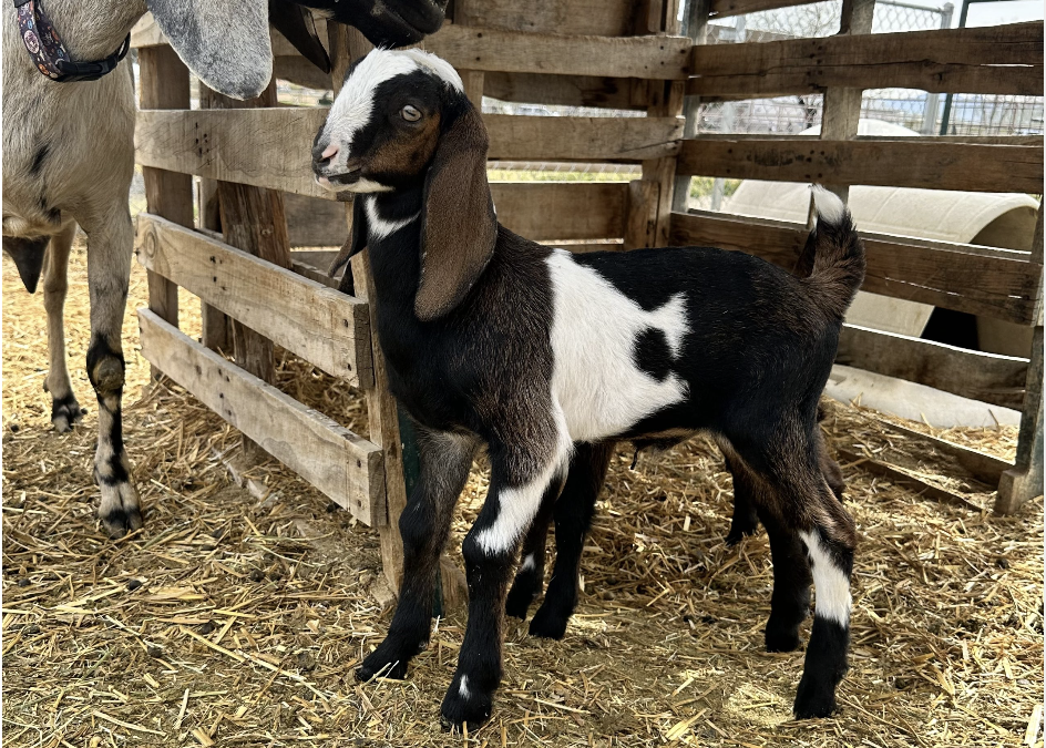 Nubian Goats: The Charismatic Breed of Bluesky Organic Farms