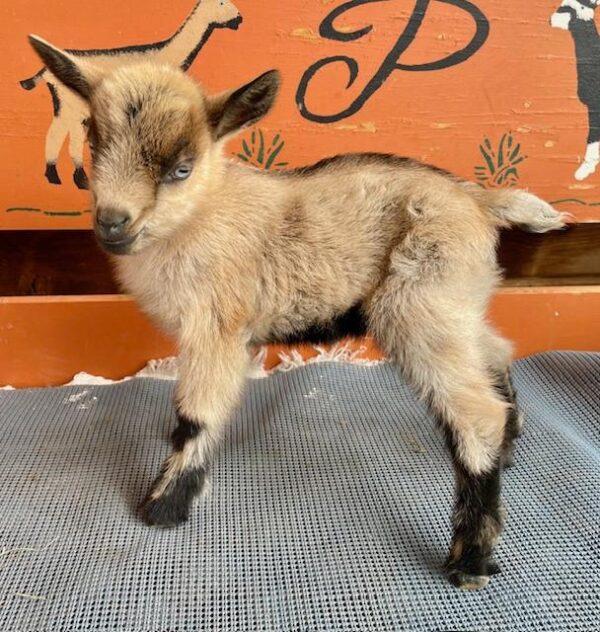 Cedar - Nigerian Dwarf Goats for sale.