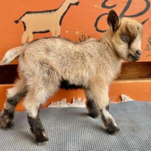 Cedar - Nigerian Dwarf Goats for sale.