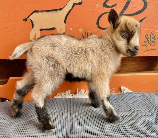 Cedar - Nigerian Dwarf Goats for sale.