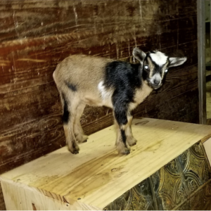 Cindy - Goats for sale.