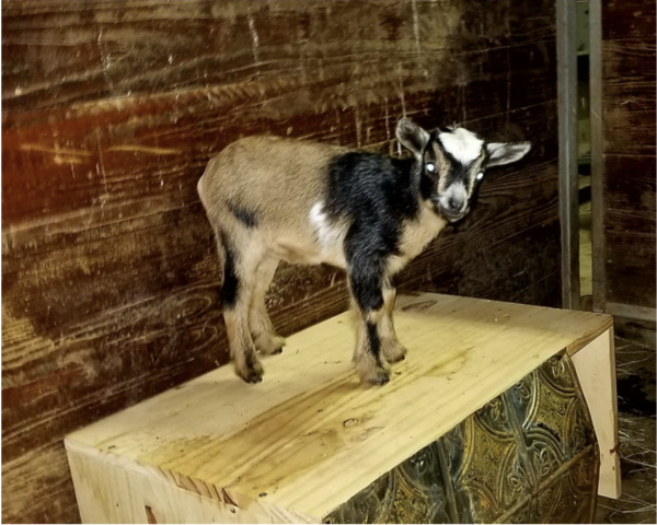 Cindy - Goats for sale.