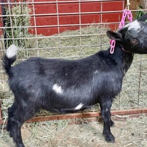 Cruz - Nigerian Dwarf goats for sale.