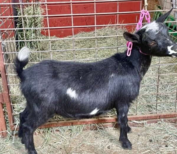 Cruz - Nigerian Dwarf goats for sale.