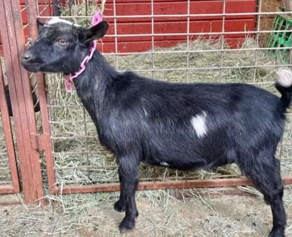 Cruz - Nigerian Dwarf goats for sale.