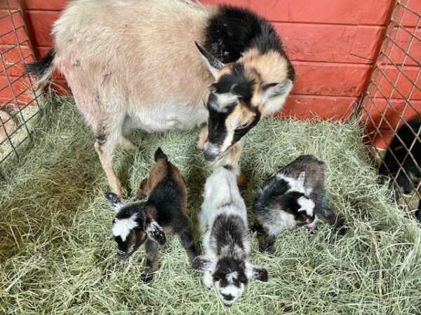 Cupid - Nigerian dwarf goats for sale.