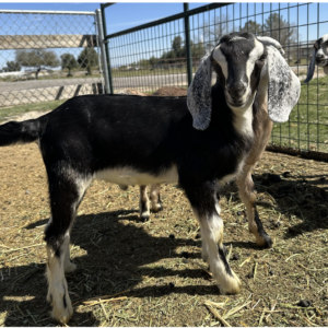 DUKE - Nubian Goats for sale.