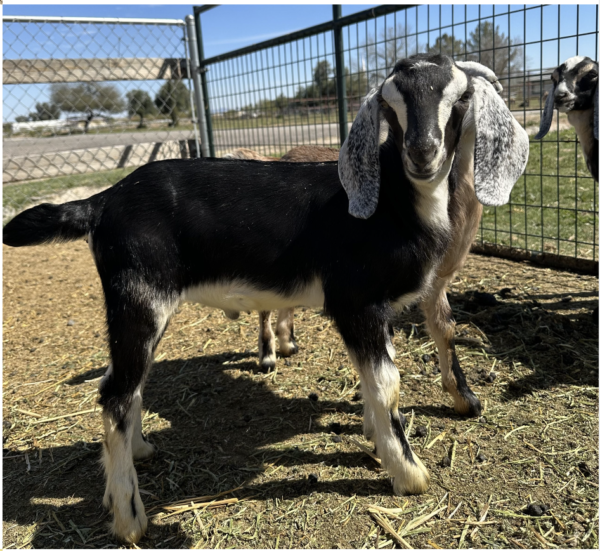 DUKE - Nubian Goats for sale.