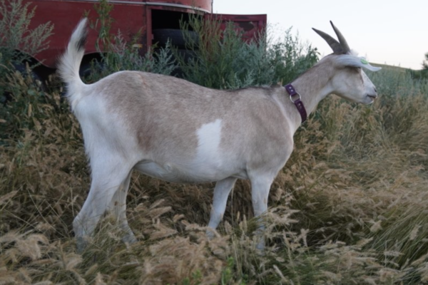 Daisy - Kiko Goats for sale.