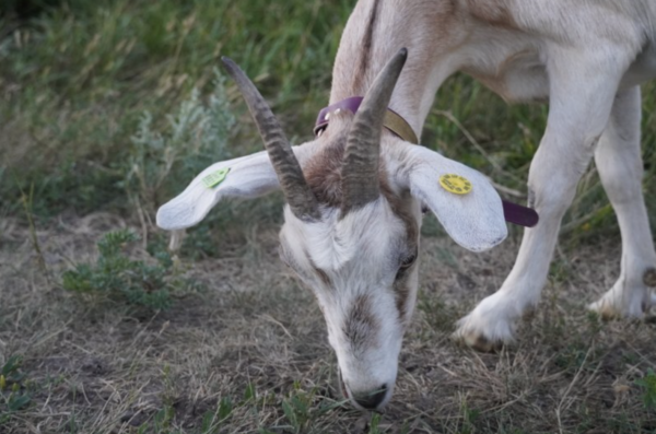 Daisy - Kiko Goats for sale.