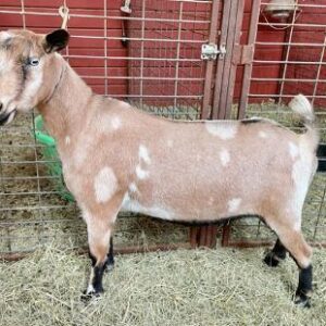 Darcy - Nigerian Dwarf goats for sale.