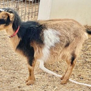 Doe - Nigerian Dwarf goats for sale.