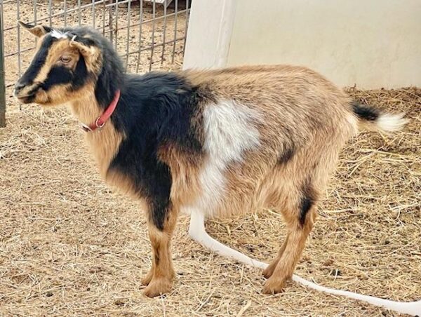 Doe - Nigerian Dwarf goats for sale.