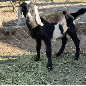 ELLIOTT - Nubian Goats for sale.