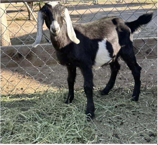 ELLIOTT - Nubian Goats for sale.