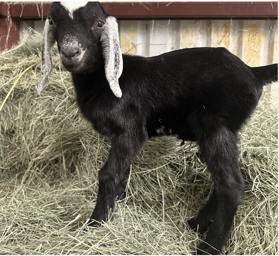 ELMER - Nubian Goats for sale.