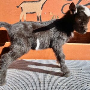 Euphrate - Nigerian Dwarf Goats for sale!