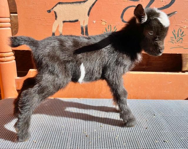 Euphrate - Nigerian Dwarf Goats for sale!