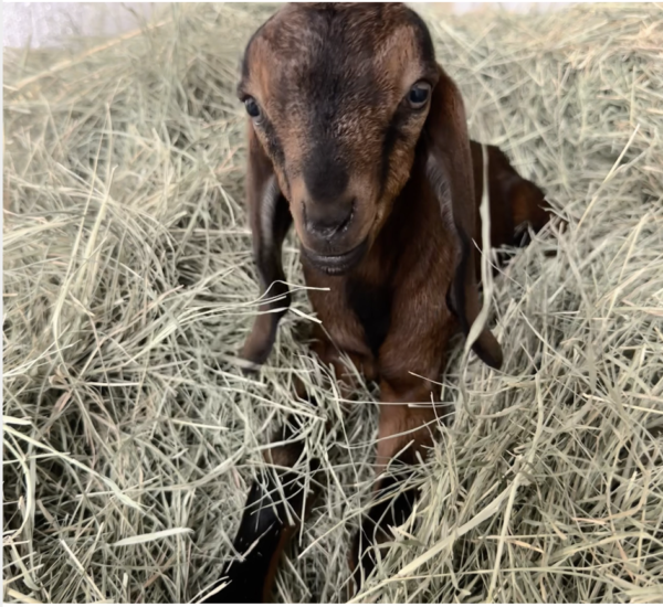 FRANK - Nubian Goats for sale.